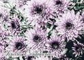 Fleurs violettes pour un hommage sinc&egrave;re